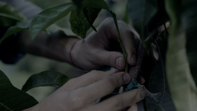 Bare hands grab the stem of a large plant.